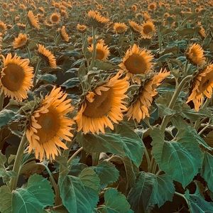 Meet your Posher, Marie